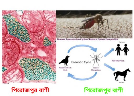 ডেঙ্গুর পর আসছে ভয়ঙ্কর ট্রিপল-ই: নেই চিকিৎসা, এক-তৃতীয়াংশের প্রাণহানি নিশ্চিত