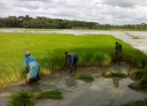 কাউখালীতে আমনের বীজ রোপনে ব্যস্ত কৃষকরা
