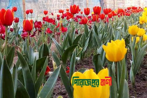 বাংলাদেশের গাজীপুরে প্রথম ফুটল টিউলিপ